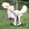 A photo of Sunridge Kiss of My Dreamz, a white standard poodle