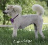 A photo of Sunridge Kiss of My Dreamz, a white standard poodle