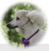 A photo of Sunridge Kiss of My Dreamz, a white standard poodle