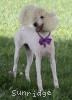 A photo of Sunridge Kiss of My Dreamz, a white standard poodle