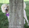 A photo of Sunridge Kiss of My Dreamz, a white standard poodle