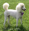 A photo of Sunridge Kiss of My Dreamz, a white standard poodle