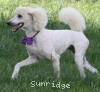 A photo of Sunridge Kiss of My Dreamz, a white standard poodle