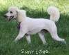 A photo of Sunridge Kiss of My Dreamz, a white standard poodle