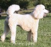 A photo of Sunridge Kiss of My Dreamz, a white standard poodle