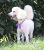 A photo of Sunridge Kiss of My Dreamz, a white standard poodle