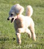 A photo of Sunridge Kiss of My Dreamz, a white standard poodle