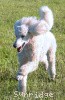 A photo of Sunridge Kiss of My Dreamz, a white standard poodle