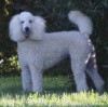 A photo of Sunridge Kiss of My Dreamz, a white standard poodle