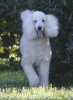 A photo of Sunridge Kiss of My Dreamz, a white standard poodle