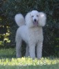 A photo of Sunridge Kiss of My Dreamz, a white standard poodle