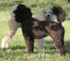 A photo of Sunridge Kiss of My Dreamz, a white standard poodle