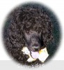 A picture of Sunridge Unforgettably Elegant Princess, a blue standard poodle
