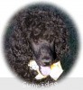 A photo of Sunridge Unforgettably Elegant Princess, a blue standard poodle