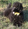 A photo of Sunridge Unforgettably Elegant Princess, a blue standard poodle