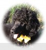 A photo of Sunridge Unforgettably Elegant Princess, a blue standard poodle