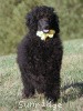 A photo of Sunridge Unforgettably Elegant Princess, a blue standard poodle