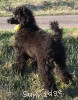 A photo of Sunridge Unforgettably Elegant Princess, a blue standard poodle