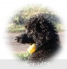 A photo of Sunridge Unforgettably Elegant Princess, a blue standard poodle