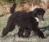 A photo of Sunridge Unforgettably Elegant Princess, a blue standard poodle