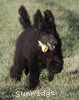 A photo of Sunridge Unforgettably Elegant Princess, a blue standard poodle