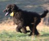 A photo of Sunridge Unforgettably Elegant Princess, a blue standard poodle