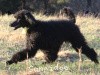 A photo of Sunridge Unforgettably Elegant Princess, a blue standard poodle