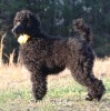 A photo of Sunridge Unforgettably Elegant Princess, a blue standard poodle