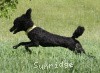 A photo of Sunridge Unforgettably Elegant Princess, a blue standard poodle