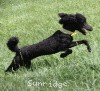 A photo of Sunridge Unforgettably Elegant Princess, a blue standard poodle