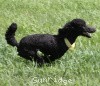 A photo of Sunridge Unforgettably Elegant Princess, a blue standard poodle