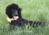 A photo of Sunridge Unforgettably Elegant Princess, a blue standard poodle