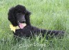 A photo of Sunridge Unforgettably Elegant Princess, a blue standard poodle