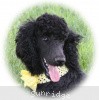 A photo of Sunridge Unforgettably Elegant Princess, a blue standard poodle