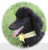 A photo of Sunridge Unforgettably Elegant Princess, a blue standard poodle