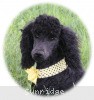 A photo of Sunridge Unforgettably Elegant Princess, a blue standard poodle