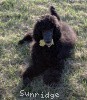 A photo of Sunridge Unforgettably Elegant Princess, a blue standard poodle