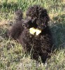 A photo of Sunridge Unforgettably Elegant Princess, a blue standard poodle