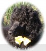 A photo of Sunridge Unforgettably Elegant Princess, a blue standard poodle