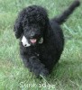 A photo of Hermes, a blue standard poodle