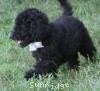 A photo of Hermes, a blue standard poodle