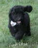 A photo of Hermes, a blue standard poodle