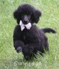 A photo of Hermes, a blue standard poodle