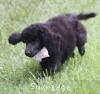 A photo of Hermes, a blue standard poodle