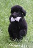 A photo of Hermes, a blue standard poodle