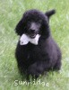 A photo of Hermes, a blue standard poodle