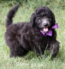 A photo of Sunridge Vision of a Twilight Princess, a silver standard poodle