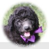 A photo of Sunridge Vision of a Twilight Princess, a silver standard poodle