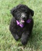 A photo of Sunridge Vision of a Twilight Princess, a silver standard poodle