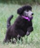 A photo of Sunridge Vision of a Twilight Princess, a silver standard poodle